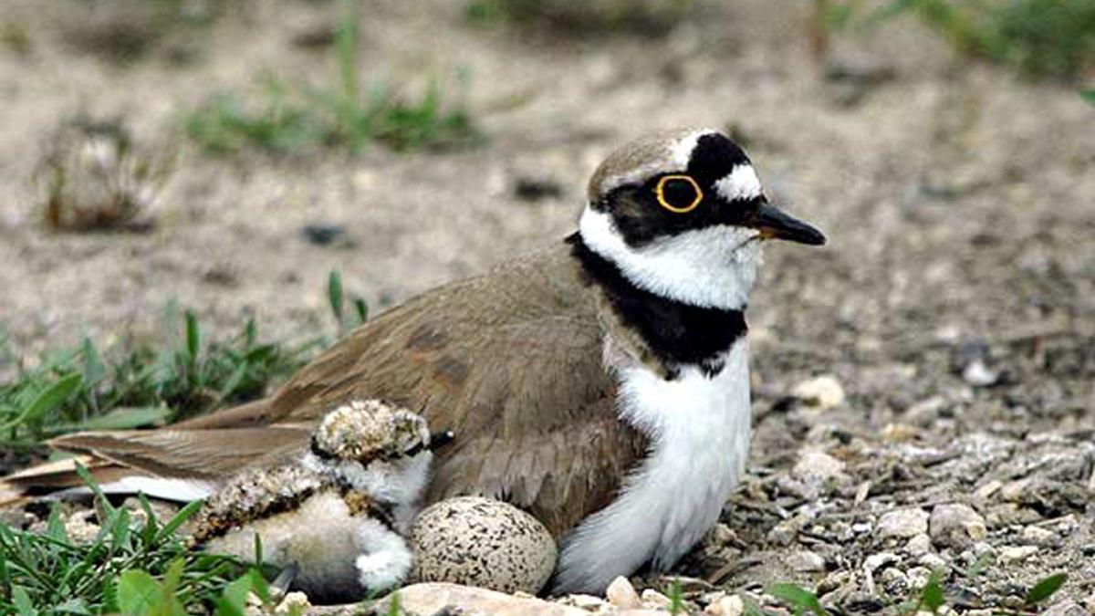 Charadruis dubius en el biotopo protegido de Iñurritza.