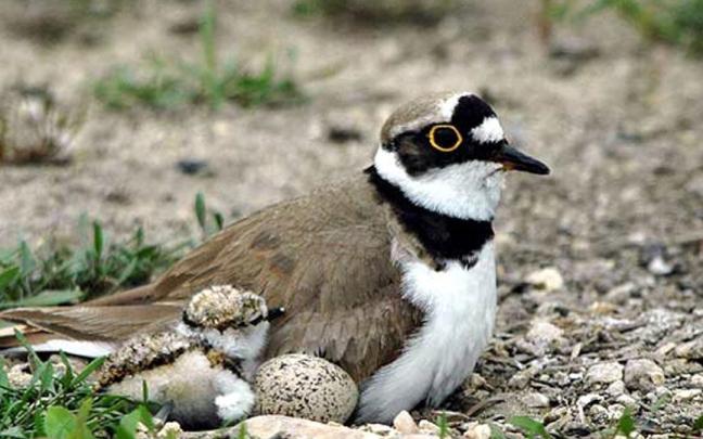 Charadruis dubius en el biotopo protegido de Iñurritza.
