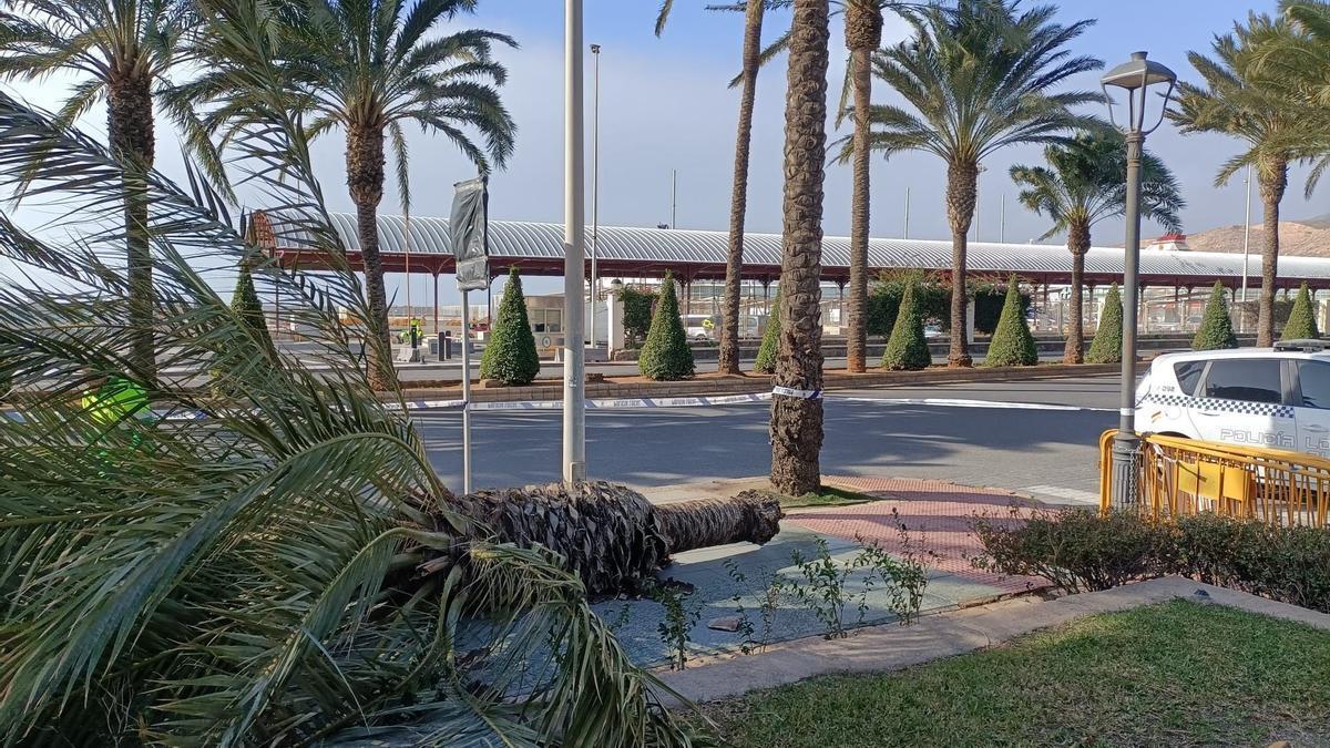 Una palmera volcada por el viento en la Vía Parque de Almería.