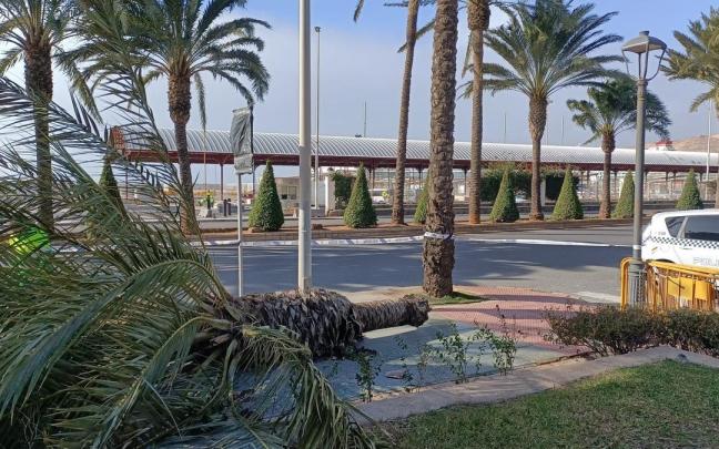 Una palmera volcada por el viento en la Vía Parque de Almería.