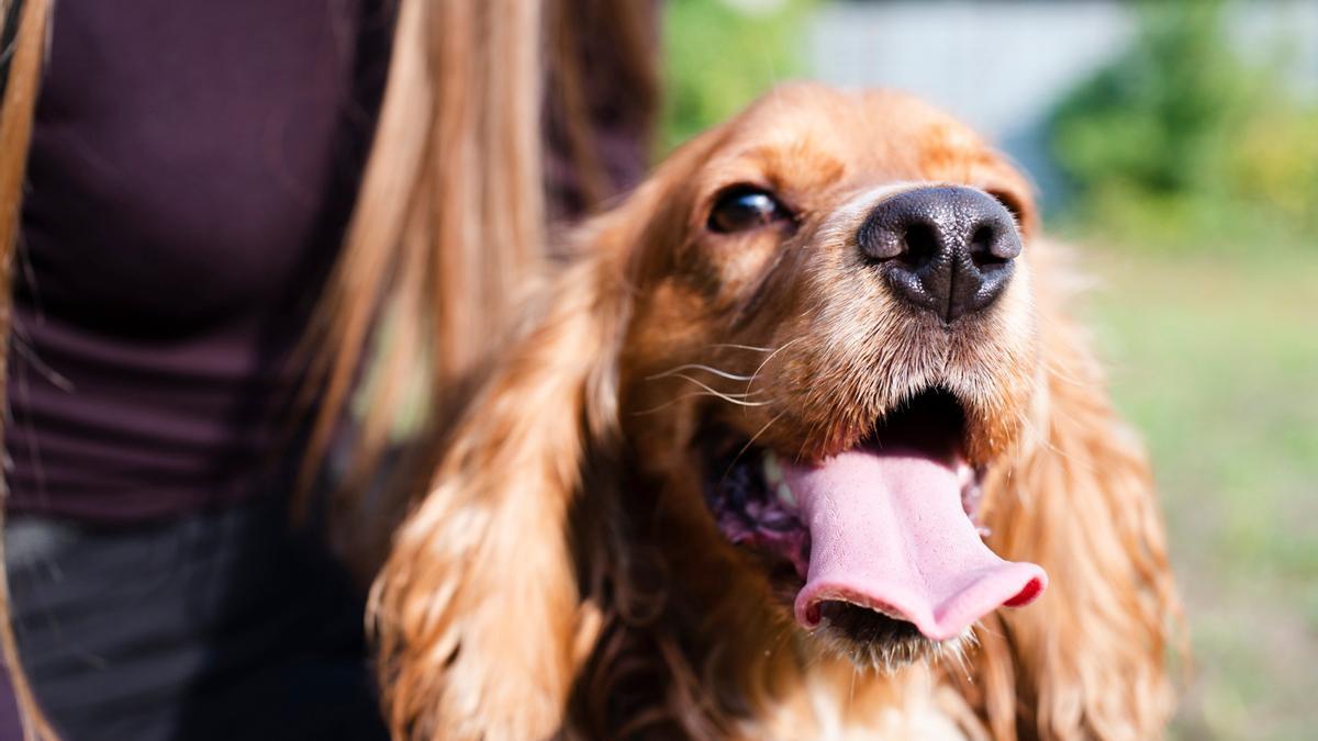 Un cocker spaniel inglés de pelaje dorado.