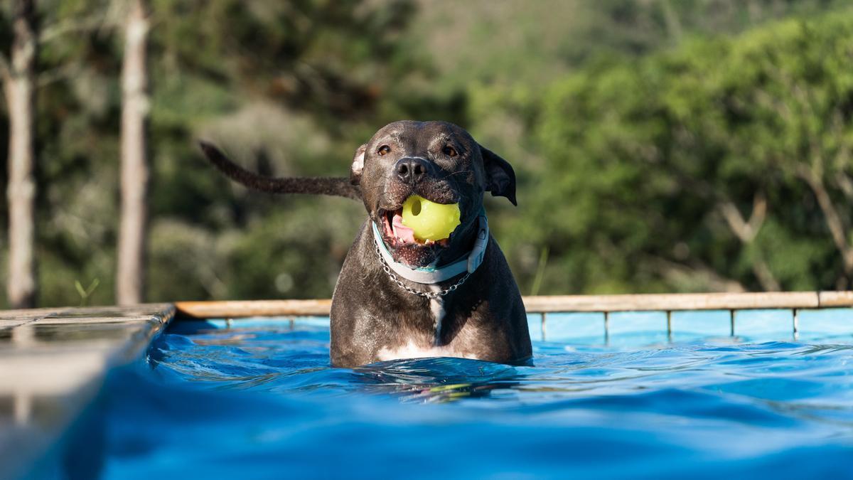 Un pit bull nada en una piscina tras recoger un juguete.