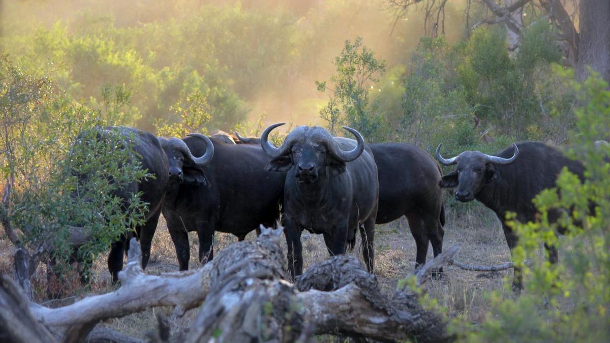 Una manada de búfalos en África.
