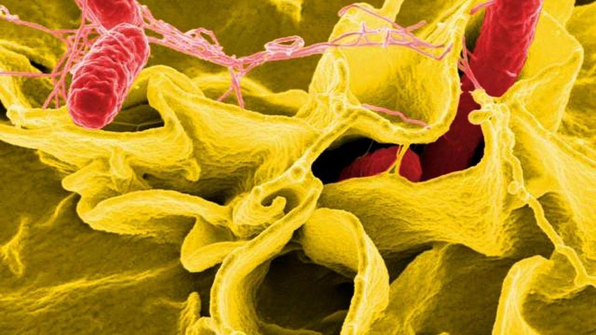 Bacteria salmonella