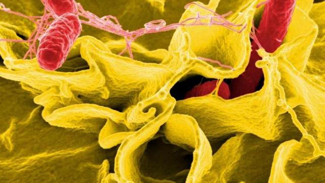 Bacteria salmonella