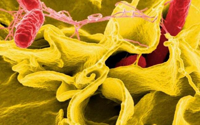 Bacteria salmonella