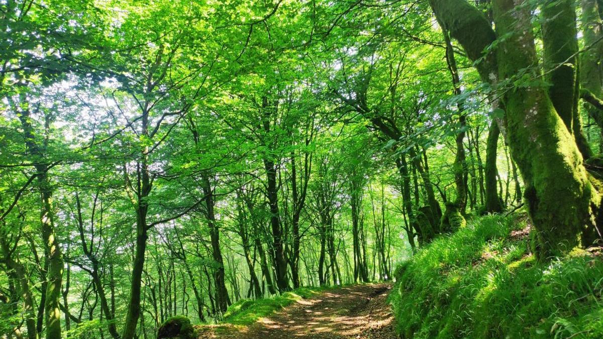 La plataforma Baso Biziak tiene como eje de su actividad la protección y el desarrollo de la vegetación autóctona en los bosques