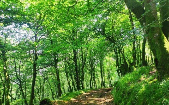 La plataforma Baso Biziak tiene como eje de su actividad la protección y el desarrollo de la vegetación autóctona en los bosques / Aitor La plataforma Baso Biziak tiene como eje de su actividad la protección y el desarrollo de la vegetación autóctona en los bosques