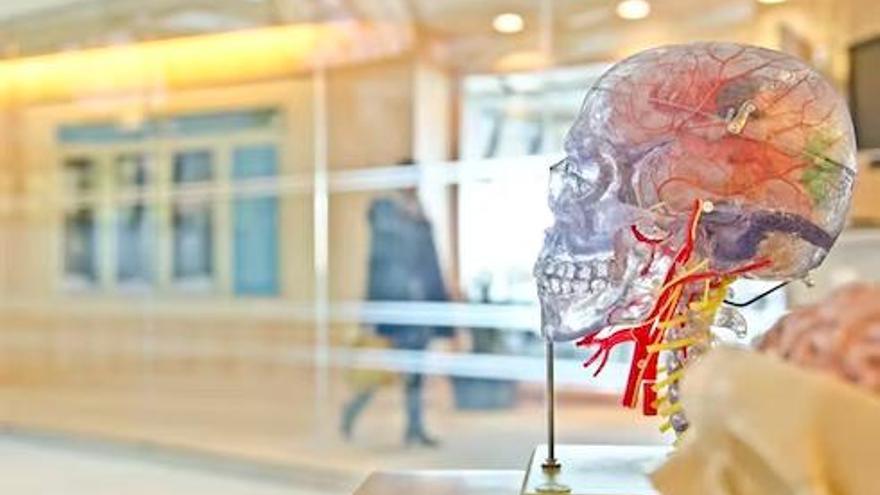 Estos hallazgos pueden utilizarse para comprender cómo los cambios en la forma y el tamaño del cerebro "pueden provocar afecciones neurológicas y psiquiátricas"