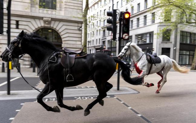 Varios caballos del Ejército siembran el caos en Londres y hieren a cuatro personas