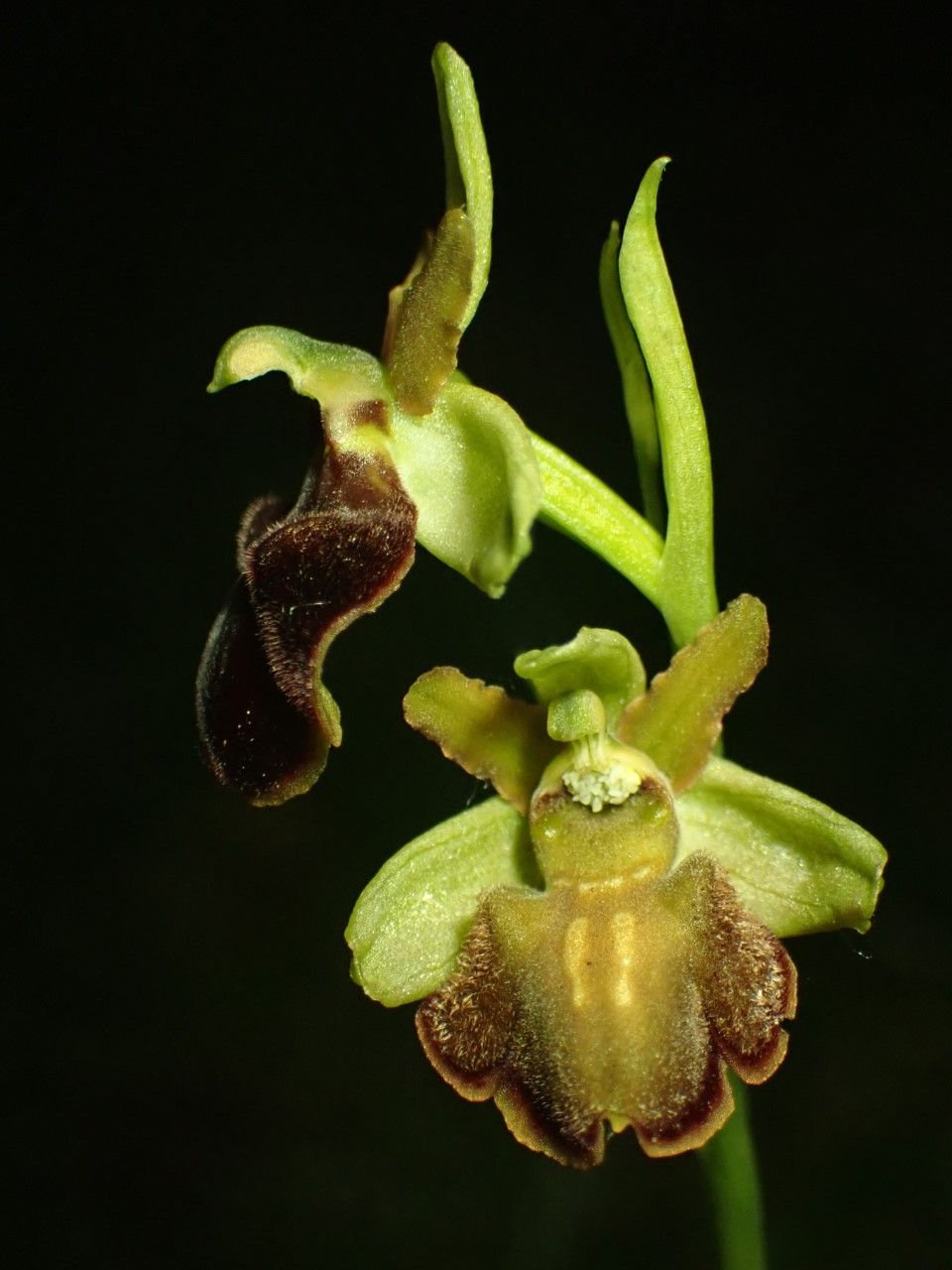 Uno de los 26 tipos de orquídeas silvestres que atesora Laudio