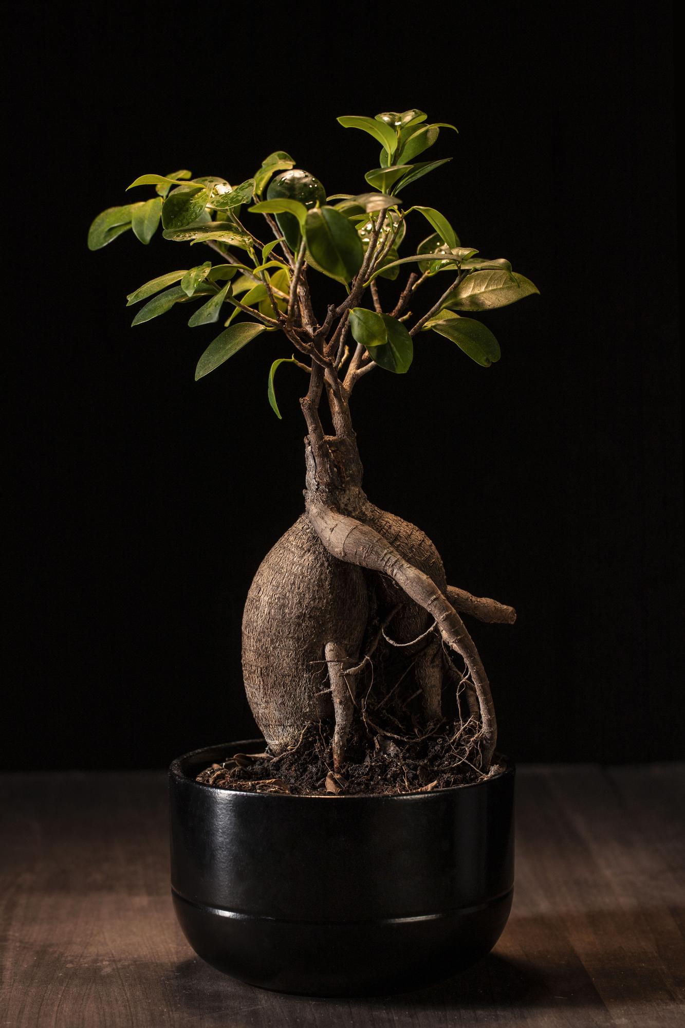 En el arte de cultivar bonsáis la elección de la maceta tiene tanta importancia como la especie que se cultiva.