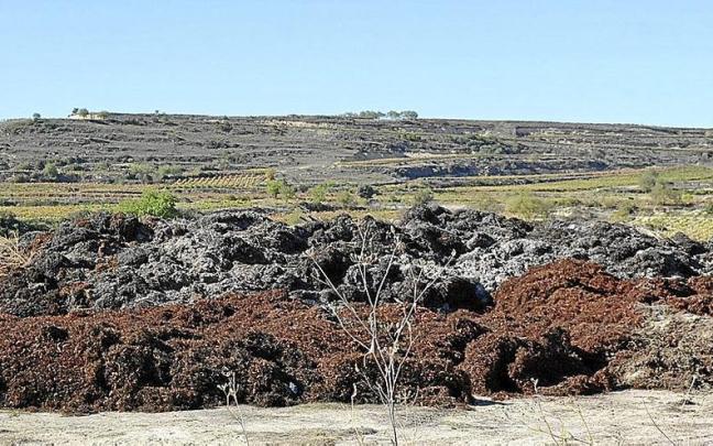 Montones de hollejos y lías abandonados a la salida de Elciego.