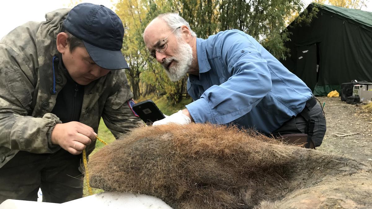 Dos investigadores analizan la piel de mamut excavada del permafrost en Siberia