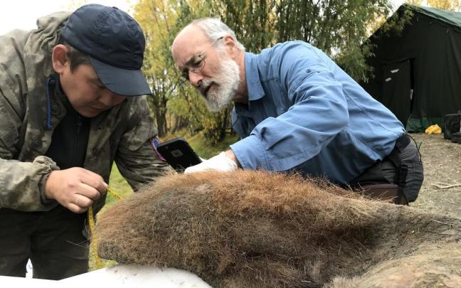 Dos investigadores analizan la piel de mamut excavada del permafrost en Siberia