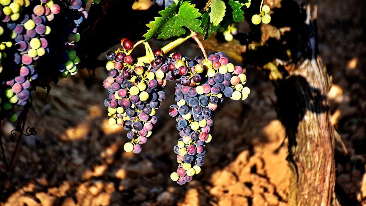 Racimos de uva durante su envero, a medio camino de su madurez.