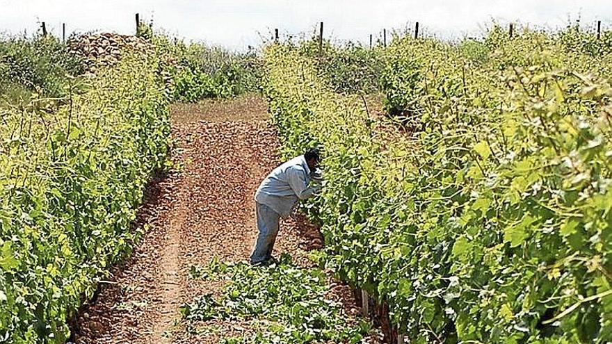 Un agricultor trabajando en un viñedo de Rioja Alavesa.