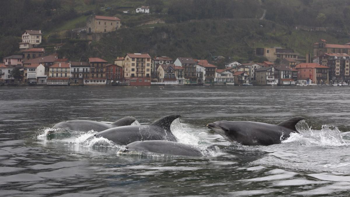 Delfines en Pasaia en una imagen de archivo