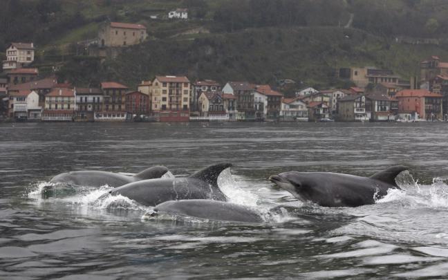 Delfines en Pasaia en una imagen de archivo / Redaccion NdG Delfines en Pasaia en una imagen de archivo