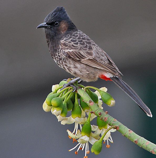Bulbul cafre