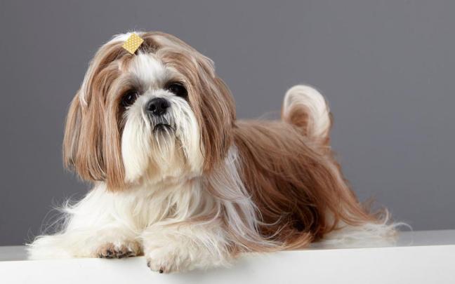 Estas razas de perros son ideales para vivir con persona mayores