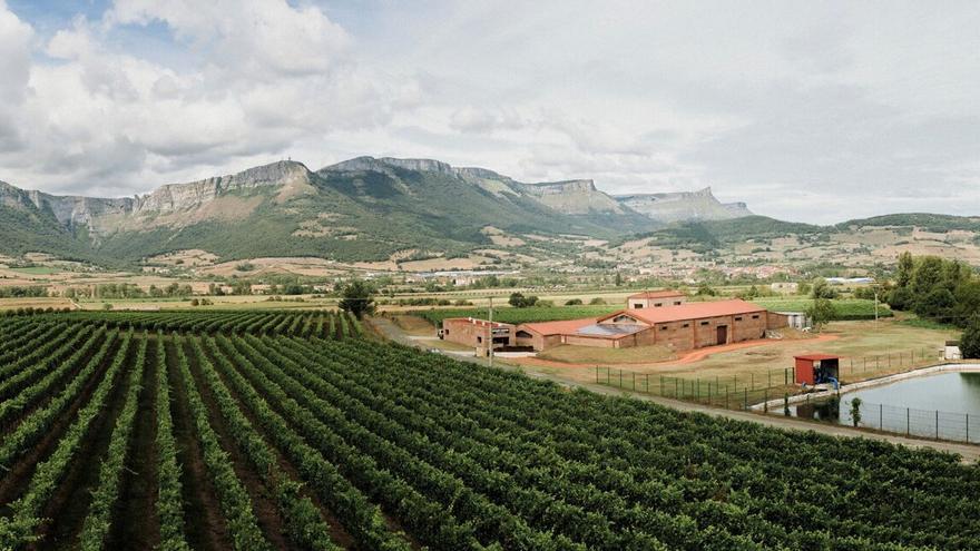 Viñedos de txakoli en el Valle de Ayala