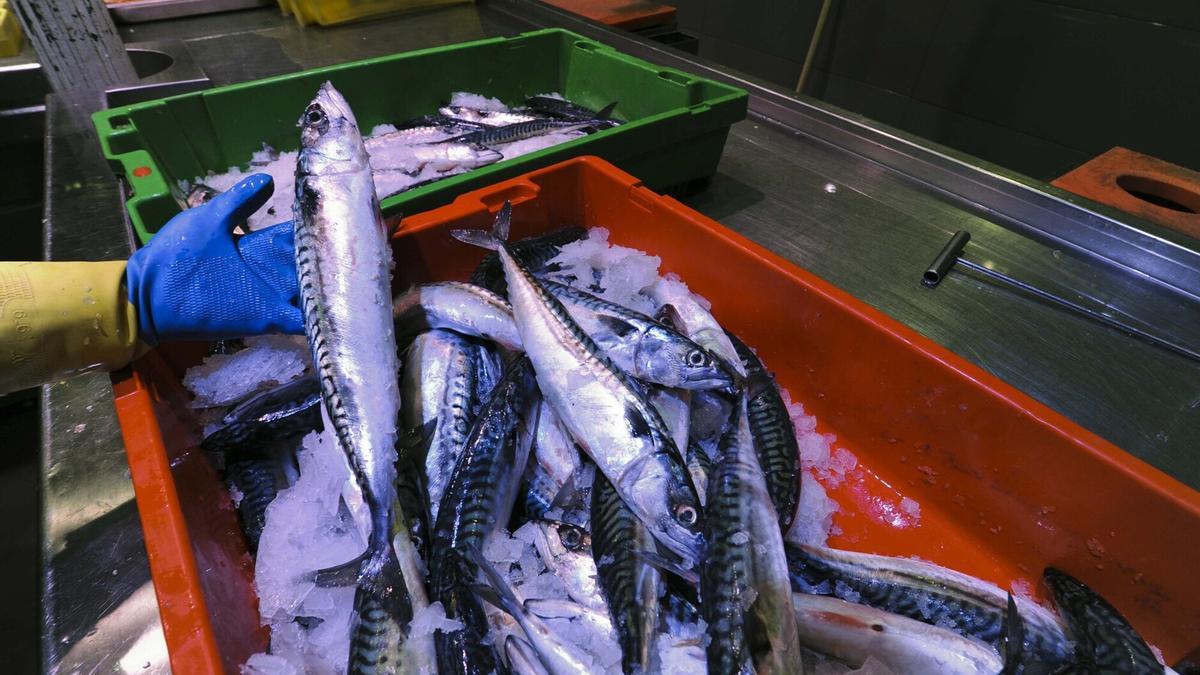 Una caja de verdeles en la pescadería.