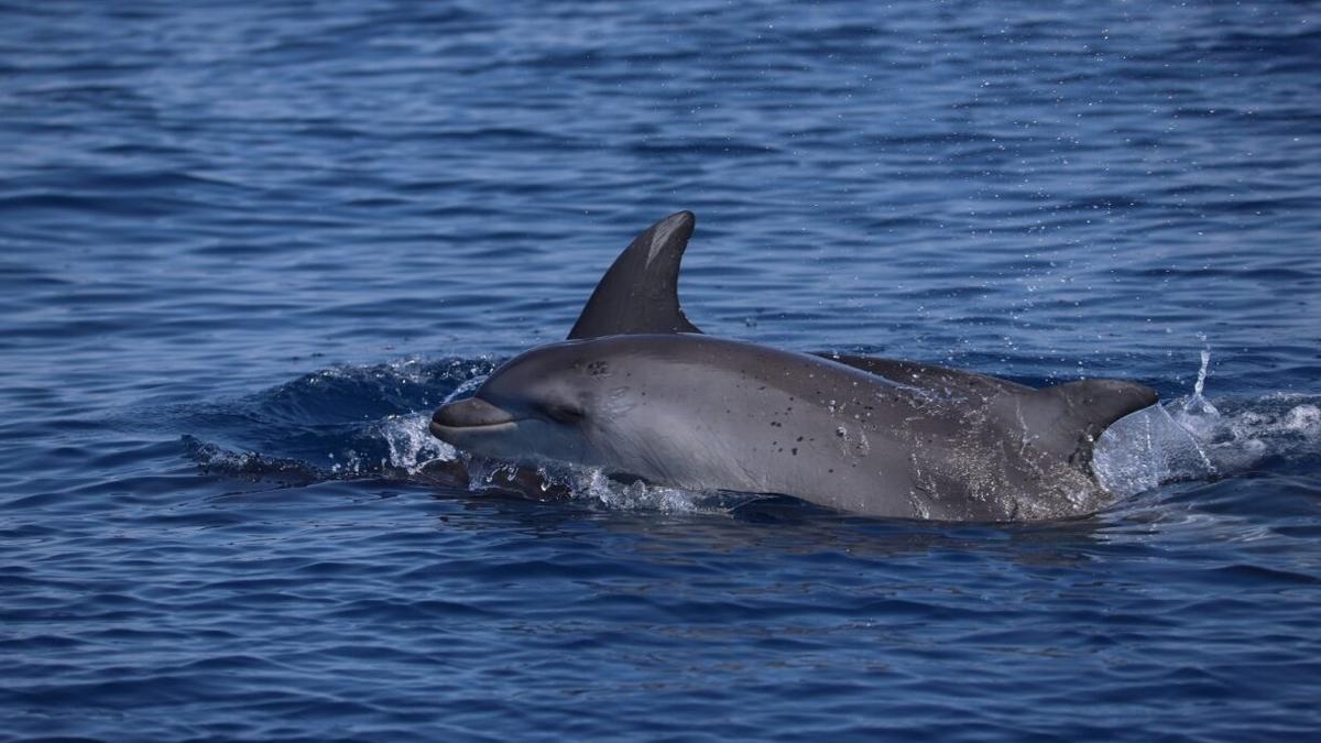 Ejemplares de delfines.