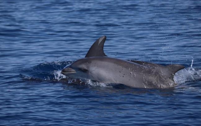 Ejemplares de delfines.