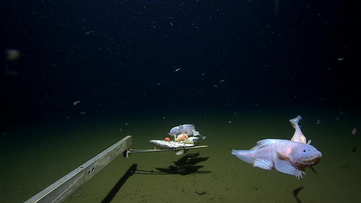 Una cámara submarina a 8.336 metros de profundidad avista a un pez caracol.