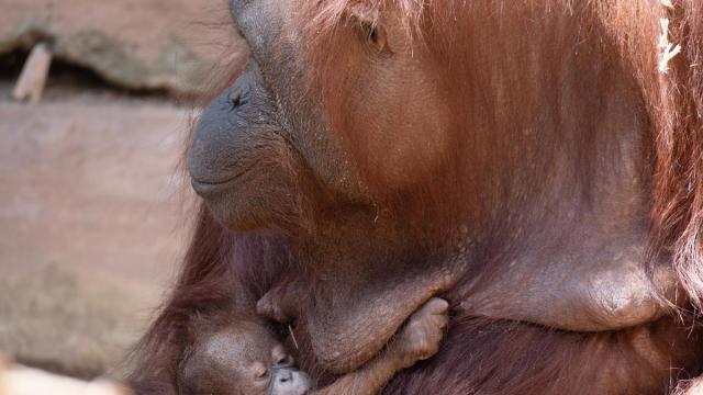 Nace un orangután de Borneo en Bioparc Fuengirola.