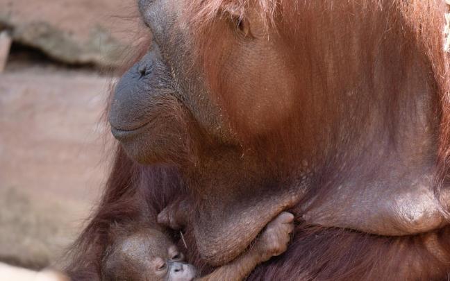 Nace un orangután de Borneo en Bioparc Fuengirola.