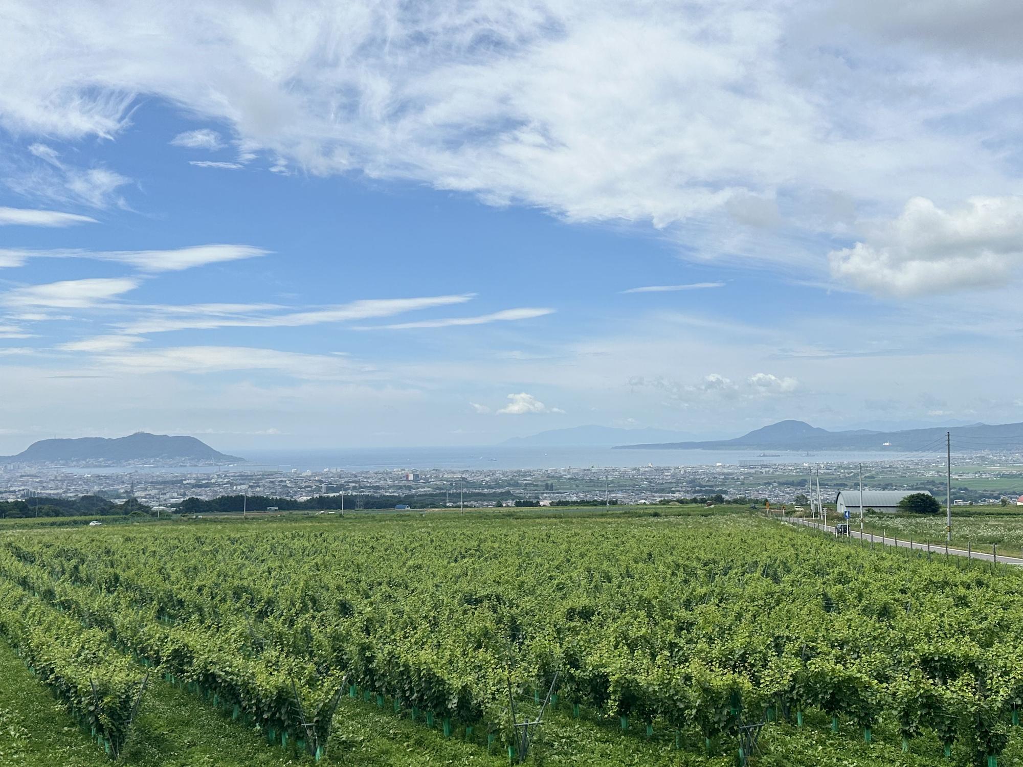 A pesar de su clima extremo, Hokkaido se ha posicionado como su región más prometedora en viticultura.