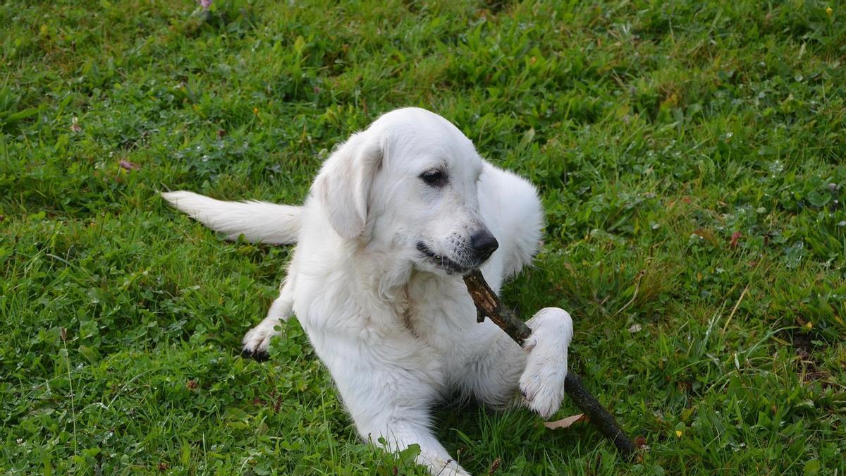 Golden Retriever jugando con un palo
