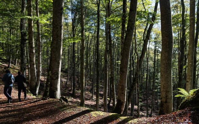 Dos excursionistas pasean por el hayedo de Urbasa (Navarra) / Jesús de los Reyes/Freepik Dos excursionistas pasean por el hayedo de Urbasa (Navarra)