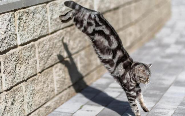 gato salto