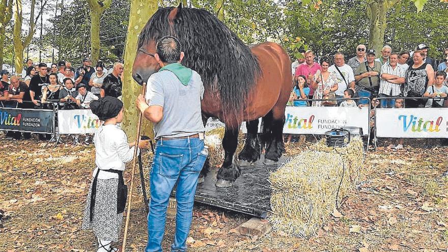 Pesaje de percherón en San Roque.