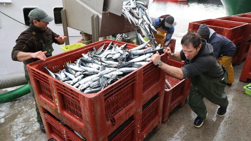 Descarga de verdel en el puerto de Hondarribia