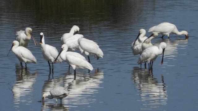 Imagen de archivo de aves en Urdaibai.