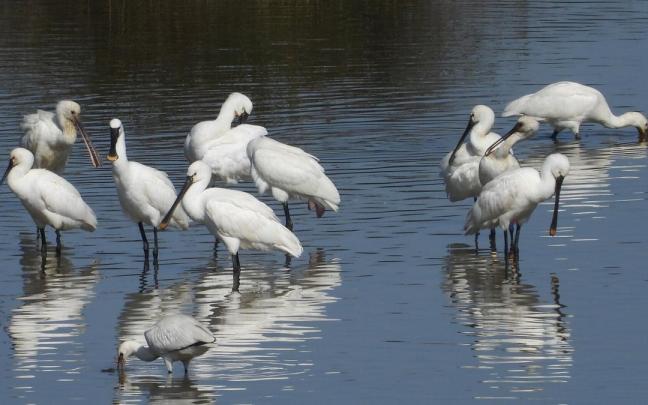Imagen de archivo de aves en Urdaibai.