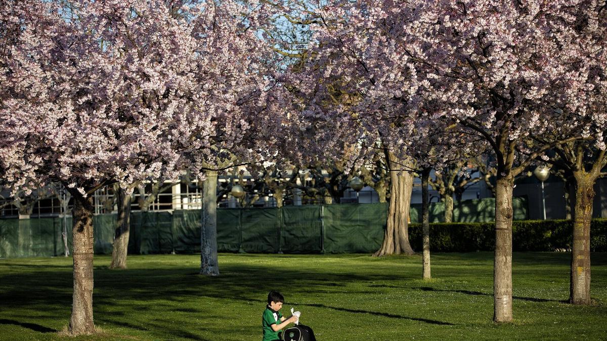 Cerezos en flor en Pamplona.