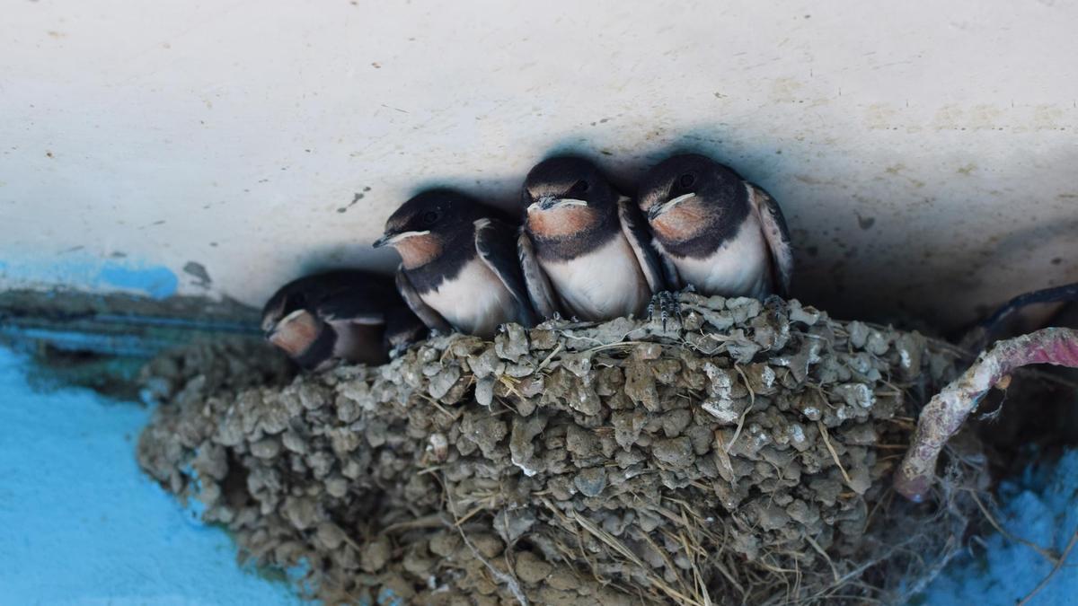 Una familia de golondrinas descansa en su nido.