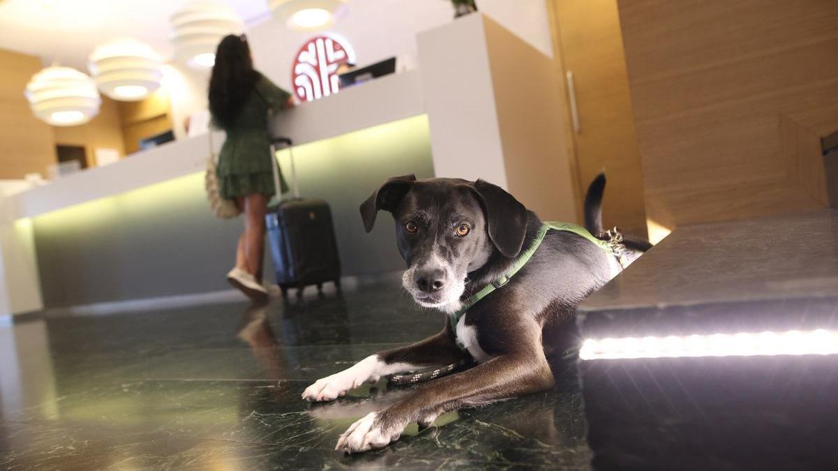 Un perro espera en el hall de un hotel mientras su dueña tramita el registro en recepción