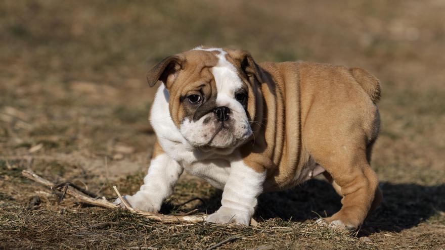 Un cachorro de bulldog inglés.