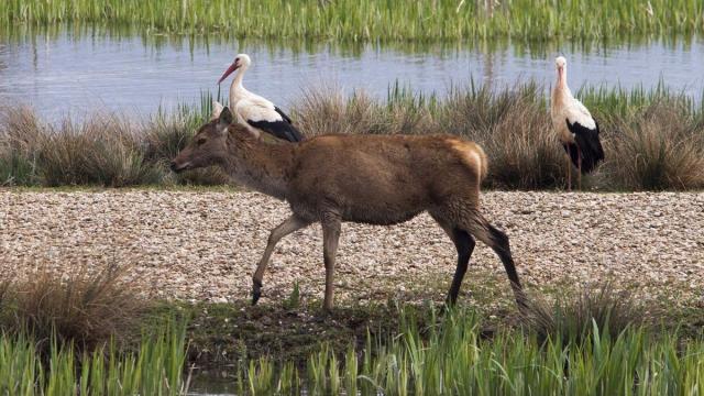 En territorio alavés, Salburua es el hogar de diversa fauna y flora.