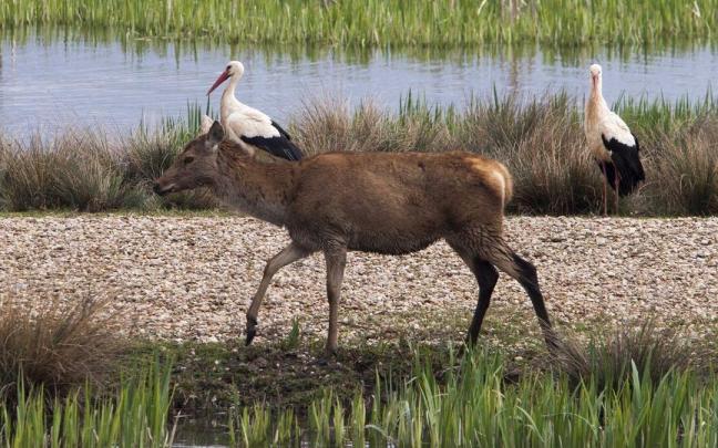 En territorio alavés, Salburua es el hogar de diversa fauna y flora.