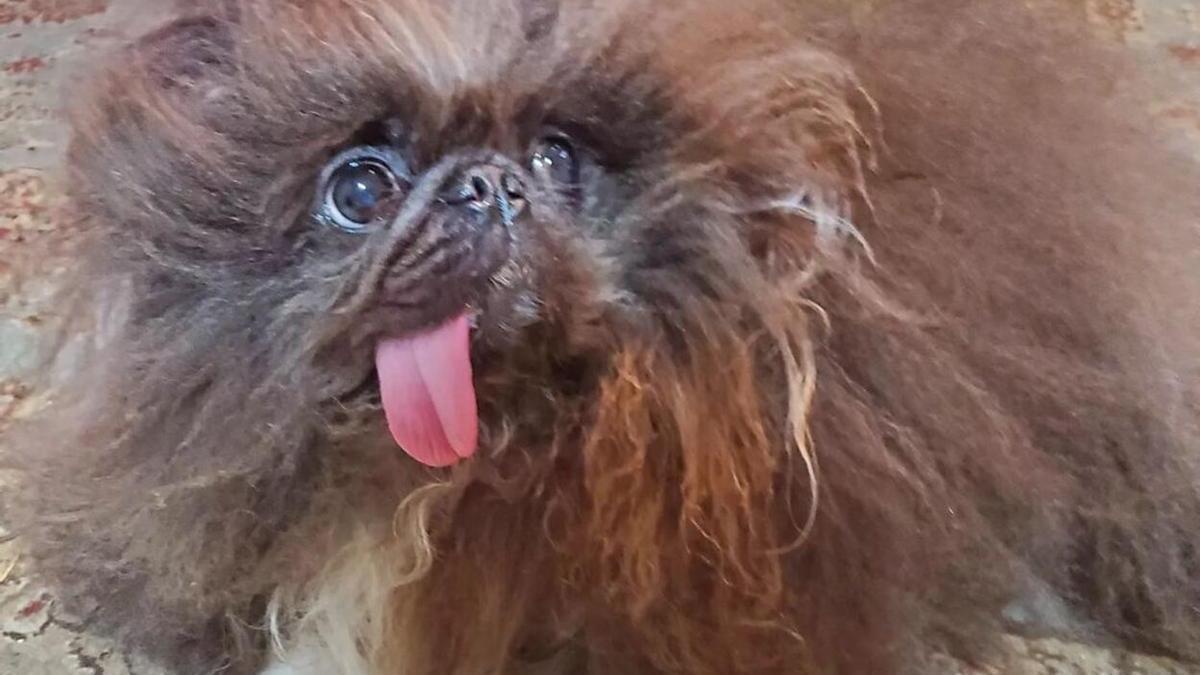 Wild Thang, el perro 'más feo del mundo'