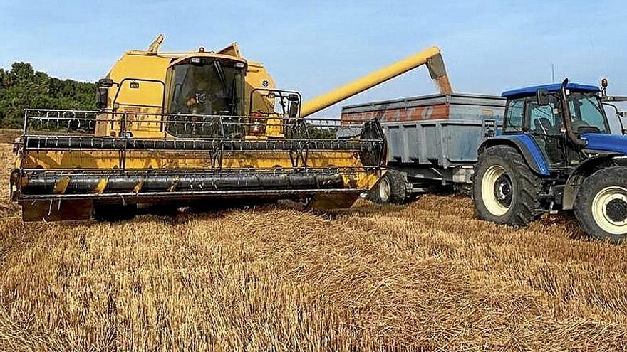 Una cosechadora descarga cereal en una finca alavesa.