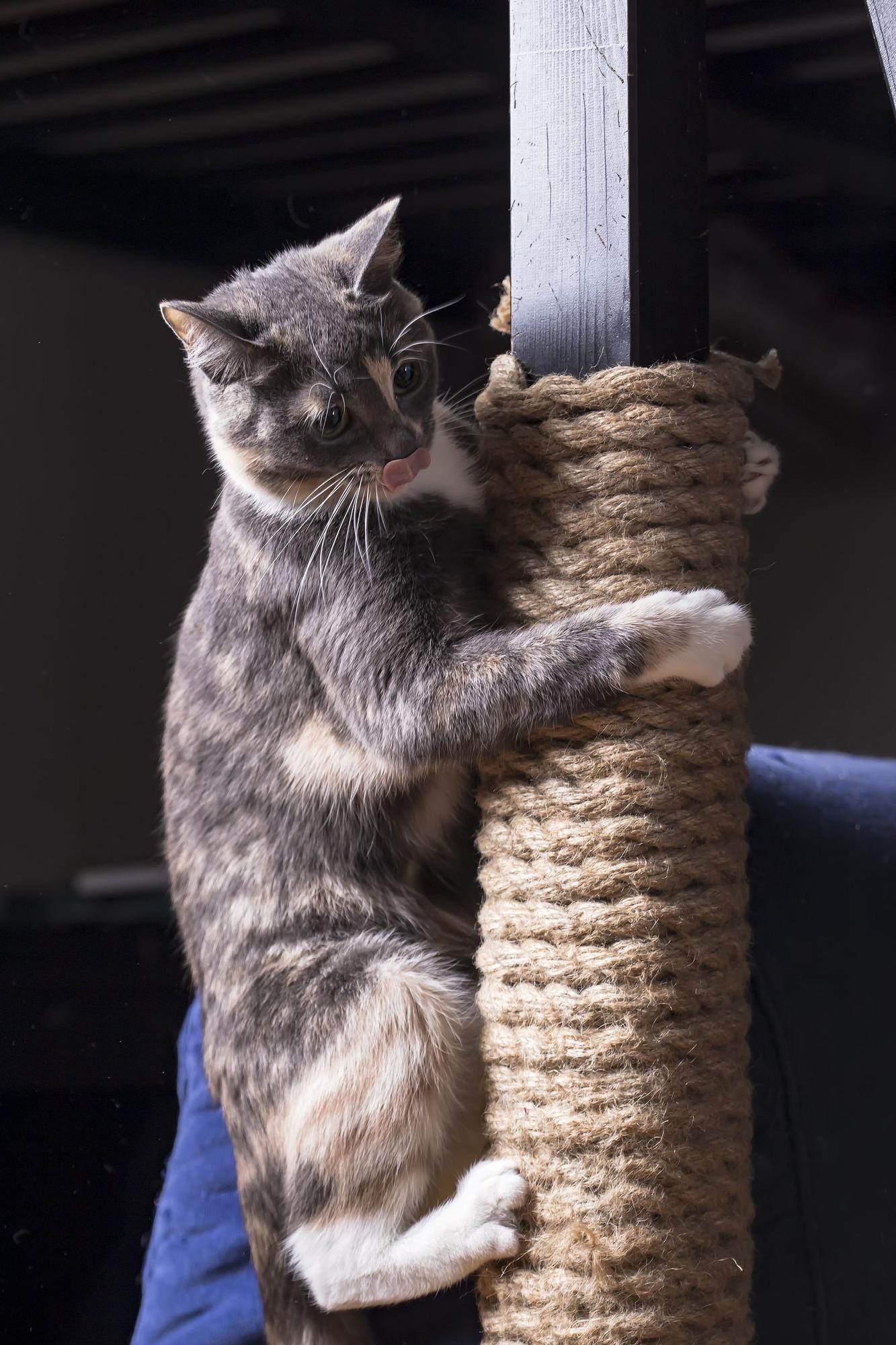 Un gato en un rascador.