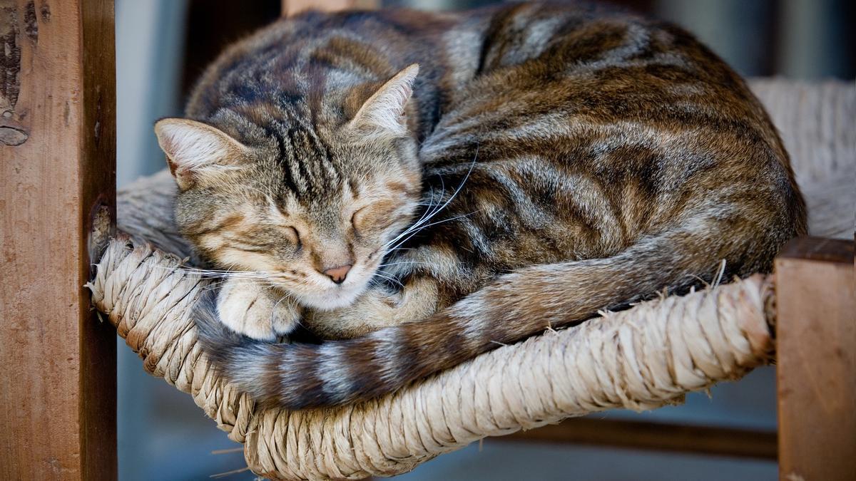 Un gato descansa en una silla de mimbre.